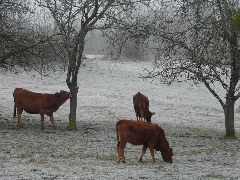 Petit déjeuner sur l'herbe givrée