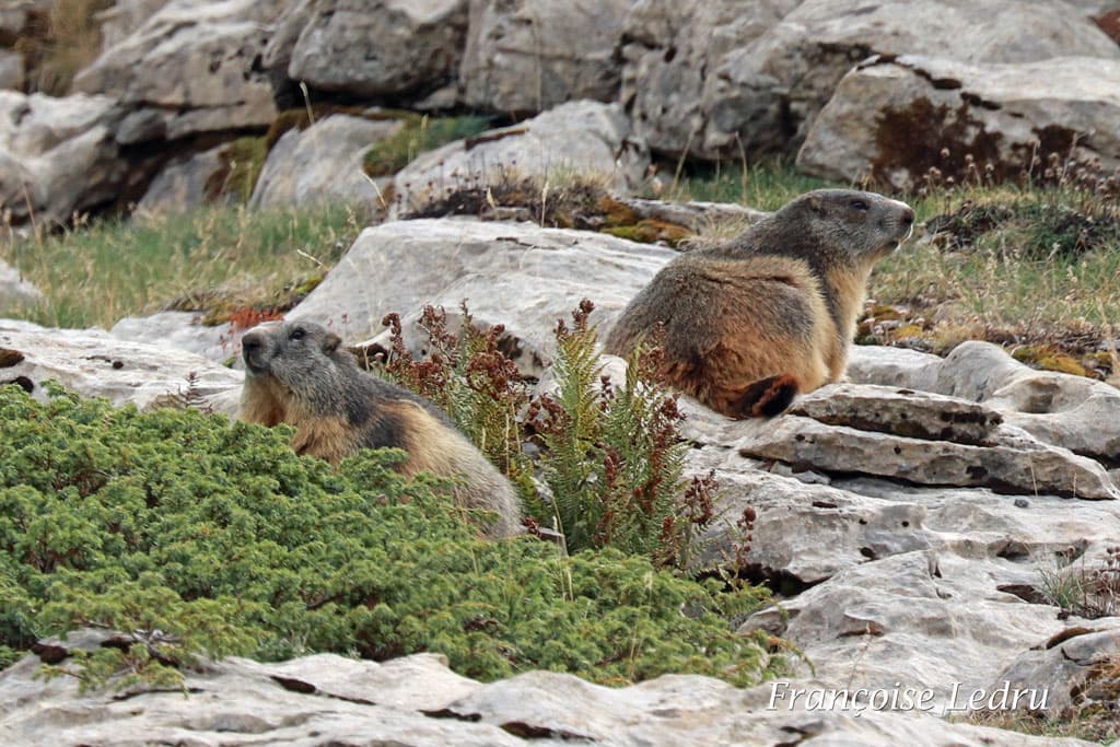 Marmottes de Chartreuse