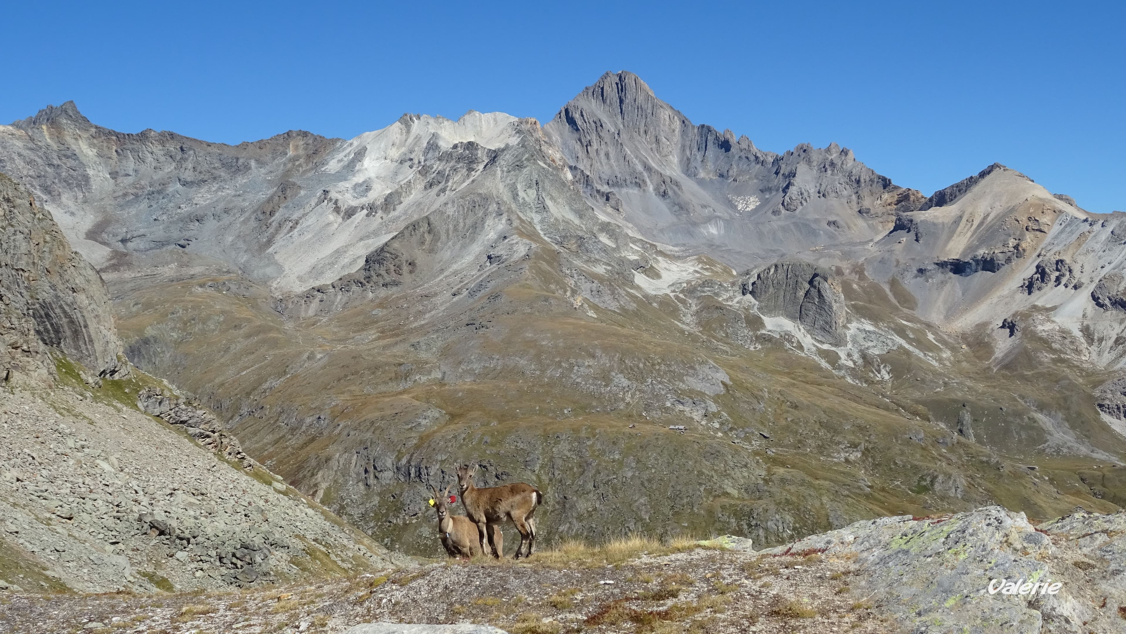 Bouquetins, au fond la Dent Parrachée