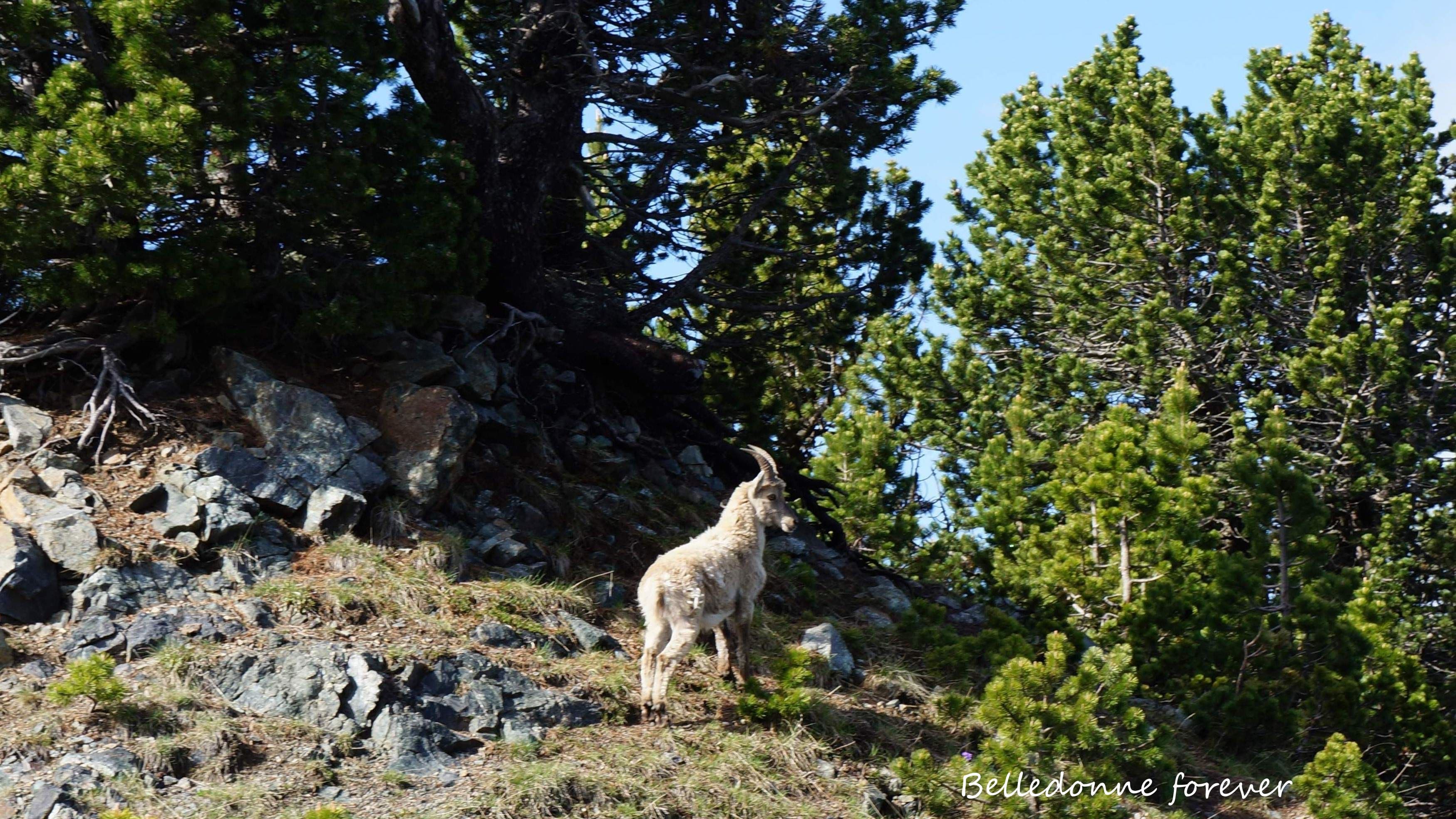 Avec l'arrivée de l'été changement de poils A.P.