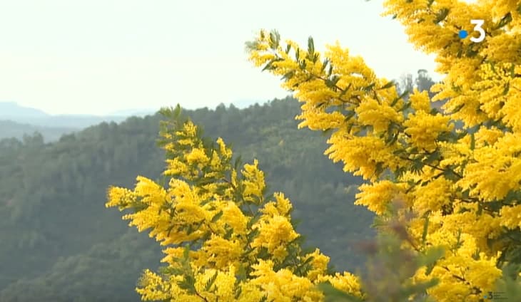 Image d'illustration pour Pic de douceur en vue : retour sur les mois de février printaniers