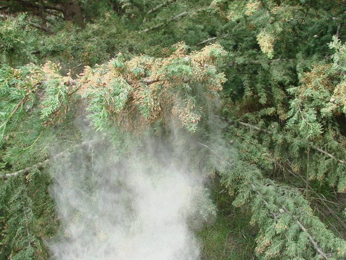 Image d'illustration pour Les pollens de printemps se disséminent 