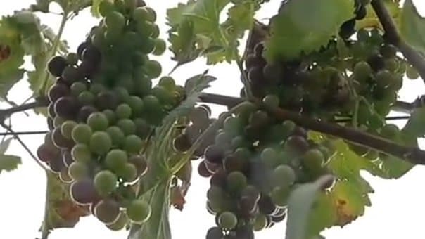 Image d'illustration pour Retour sur le cyclone Bejisa sur La Réunion