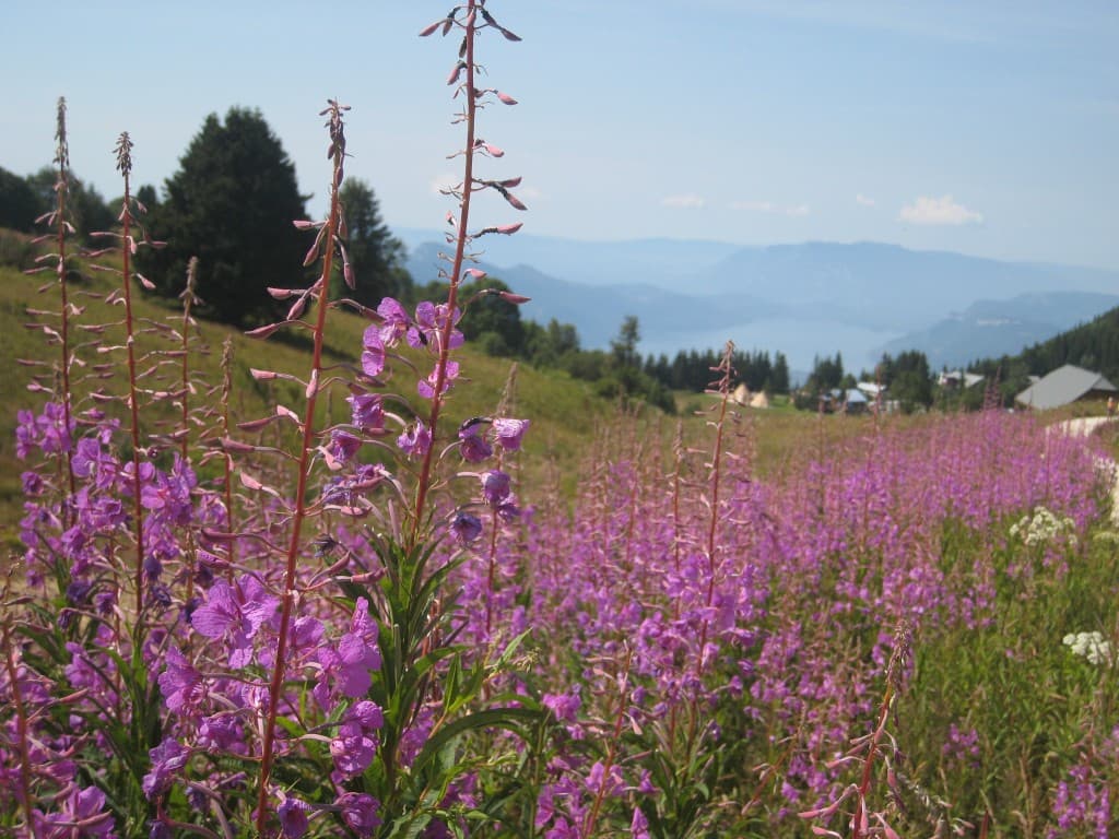 sur le chemin de la Croix du Nivolet