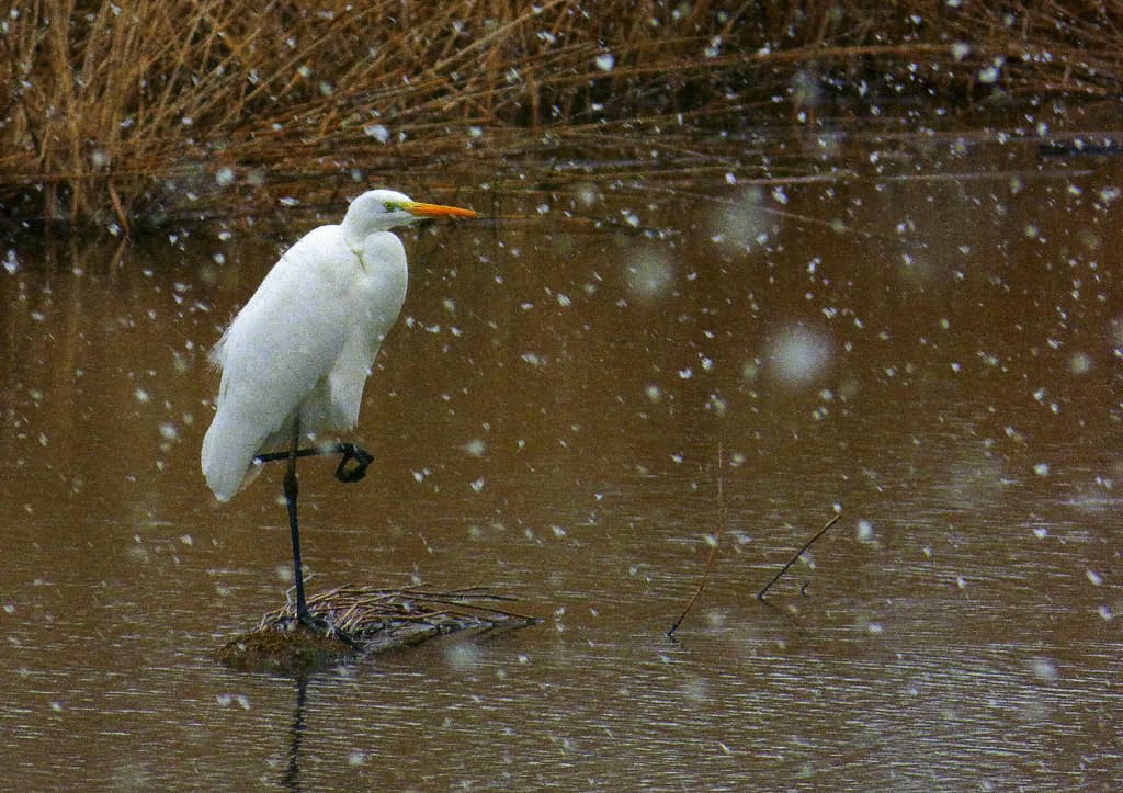 Grande aigrette 