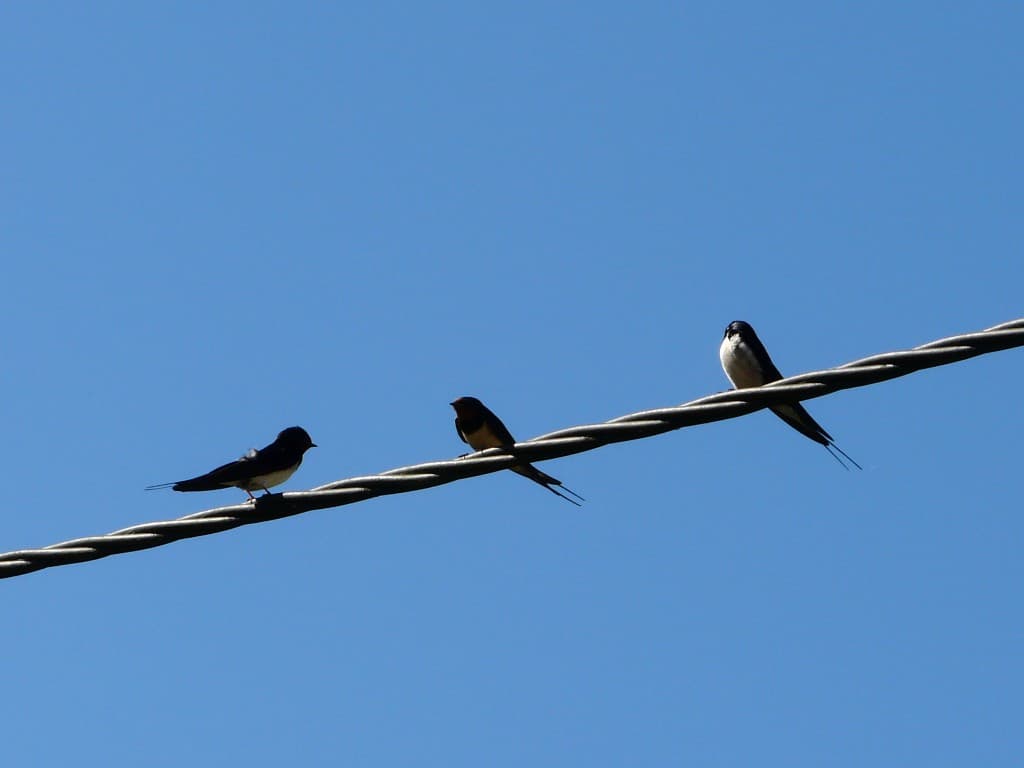 Trois hirondelles font l'été ! 