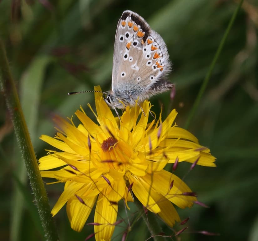 Papillon