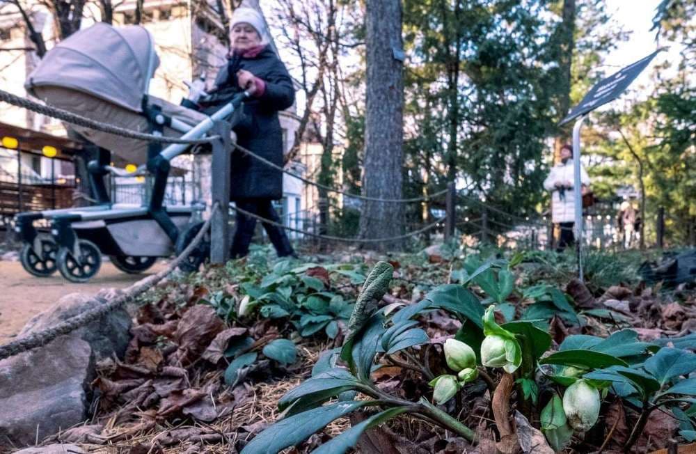 Image d'illustration pour Douceur exceptionnelle et Noël sans neige à Moscou